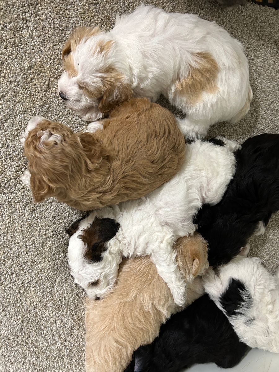 Schnoodle Puppies for Sale in Iowa Ready to Go on 5-20-2026